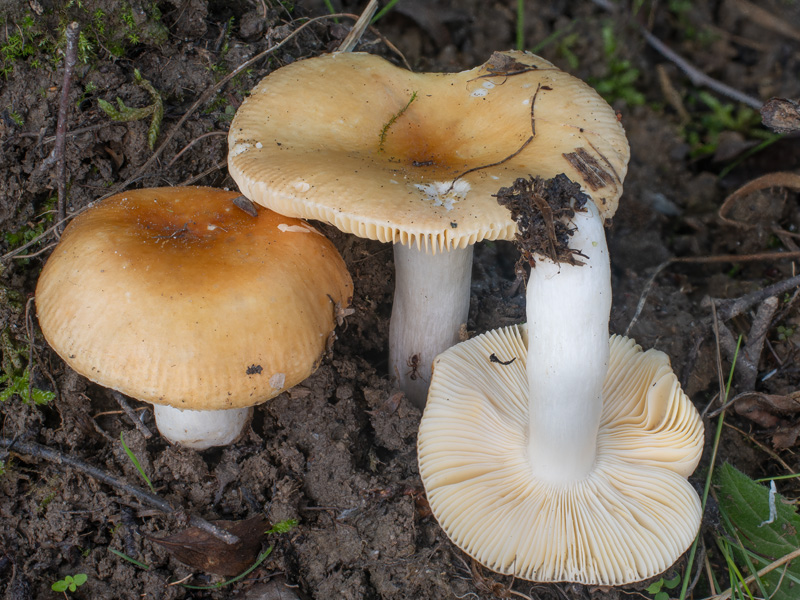 Russula fontqueri Russula fontqueri